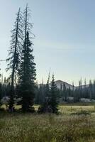 Colorado Weminuche Wilderness Scenery and Meadow photo