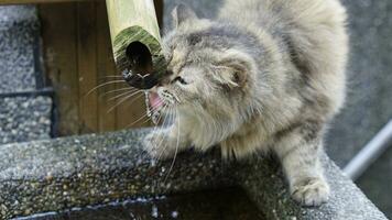 a cat drinking water photo