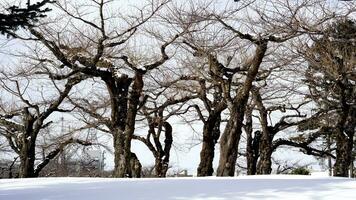 a group of trees in the snow photo