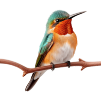 AI generated Hummingbird on branch isolated on transparent background png