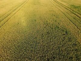 Ripening wheat. Green unripe wheat is a top view. Wheat field photo