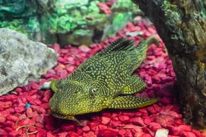 Fish in the aquarium of aquarium, photo