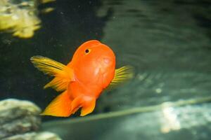 Scaridae red in the aquarium photo