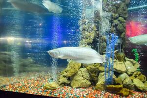 Osteoglossum bicirrhosum Silver arowana, Osteoglossum bicirrhosum photo