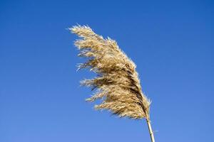 Whisk the dry reeds. Thickets of dry reeds photo