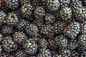 Plate with berries black blackberries photo