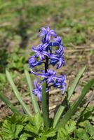 Hyacinth blooms in the garden. The hyacinth flower is blue. photo