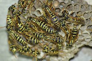 Vespiary. Wasps polist. The nest of a family of wasps which is taken a close-up. photo