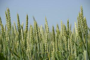Spikelets of green wheat. Ripening wheat in the field. photo