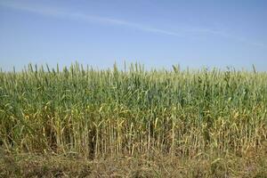 Spikelets of green wheat. Ripening wheat in the field. photo