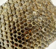 The nest is aspen, polist. The aspen nest at the end of the breeding season. Stocks of honey in honeycombs. Aspen honey. Vespa photo