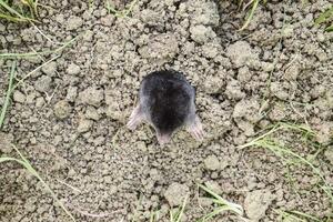 mole climbs out of the hole. Black mole. A mound of earth from a mole. An underground animal is a mole. photo