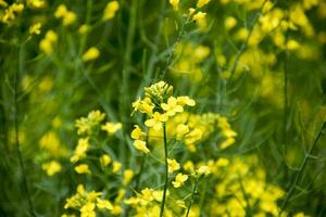 Rape flowers. Macro photo of a flowering canola. Rapeseed field.