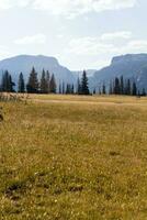 Colorado Weminuche Wilderness Meadow Scenery photo