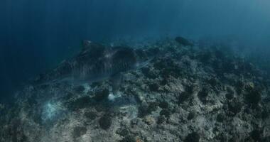 Tiger Hai im das bleu Ozean. unter Wasser Leben mit ein Haie Schwimmen auf Koralle Riff. Hai Tauchen im das klar Wasser video