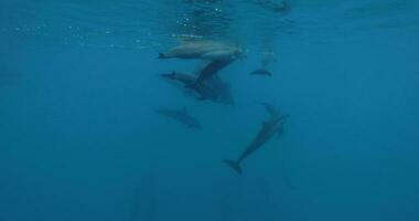 delfini nuotate e giocando subacqueo nel blu oceano. delfini famiglia nel selvaggio natura video