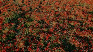 floración amapola campo con Dom ligero. salvaje rojo flores aéreo vista. video