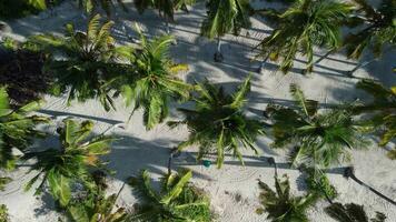 Coconut palm trees near beach in Maldives islands, aerial view video