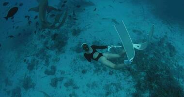 Frau Tauchgänge und schwimmt mit das Haie im ein tropisch Blau Meer im das Malediven video