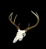 Whitetail Deer Buck Antlers and Skull photo