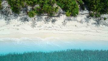 Tropical beach with palms and blue ocean in Maldives. Aerial top view video