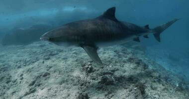 squalo nuotate nel chiaro blu oceano. apnea con tigre squali. video