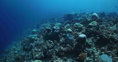 rev med koraller och färgrik tropisk fiskar i transparent blå hav. under vattnet långsam rörelse i hav video