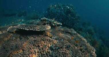 Leben Korallen und Schule von tropisch Fische unter Wasser im transparent Blau Ozean video