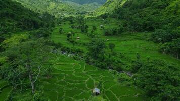 szenisch Senke mit Terrassen und Berge auf Nord Bali. Landschaft mit Reis Felder im bali Insel. Antenne Aussicht video