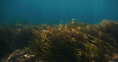 algas marinhas embaixo da agua com Sol raios dentro transparente raso oceano video