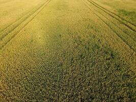 Ripening wheat. Green unripe wheat is a top view. Wheat field photo