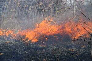 Fire on a plot of dry grass, burning of dry grass and reeds photo