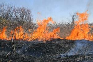 Fire on a plot of dry grass, burning of dry grass and reeds photo