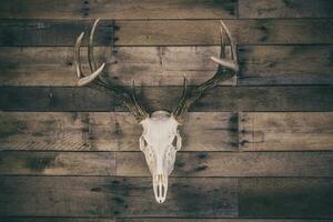Whitetail Deer Buck European Mount Skull photo