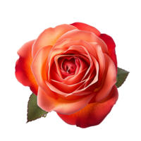 AI generated Rose png isolated on transparent background