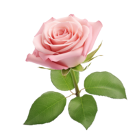 AI generated Rose png isolated on transparent background