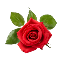AI generated Rose png isolated on transparent background