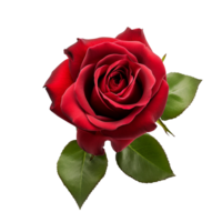 AI generated Rose png isolated on transparent background