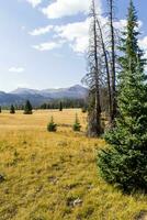 Colorado Weminuche Wilderness Meadow Scenery photo