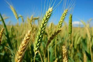 AI generated Newly grown wheat in a field photo