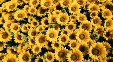 ai generado antecedentes de girasoles, girasol campo fondo, girasol campo en verano, girasol fondo de pantalla foto