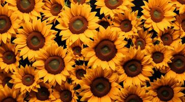 AI generated background of sunflowers, sunflower field background, sunflower field in summer, sunflower wallpaper photo