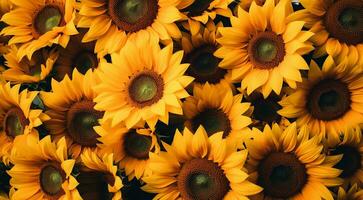 ai generado antecedentes de girasoles, girasol campo fondo, girasol campo en verano, girasol fondo de pantalla foto