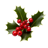 AI generated Holly branch red berries christmas holiday season png