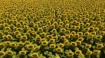 AI generated background of sunflowers, sunflower field background, sunflower field in summer, sunflower wallpaper photo