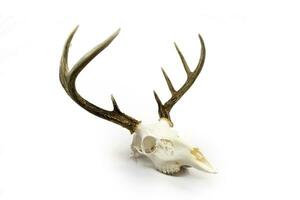 Whitetail Deer Buck Antlers and Skull photo