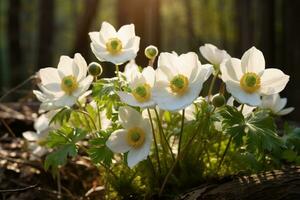 AI generated White wood anemone Anemone nemorosa flowers in spring forest, AI Generated photo
