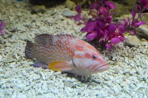 Fish in the aquarium of aquarium, photo