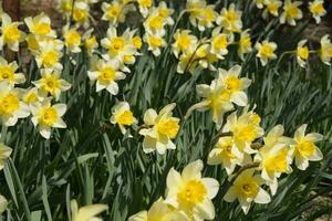 Spring flowering bulb plants in the flowerbed. Flowers daffodil yellow photo