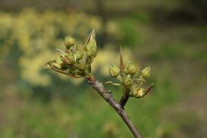 Blossoming buds of pear tree. Dissolve kidney pears photo